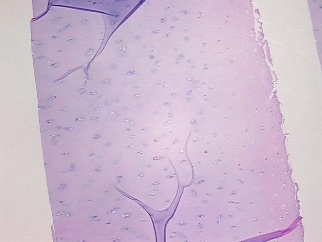 4x Image