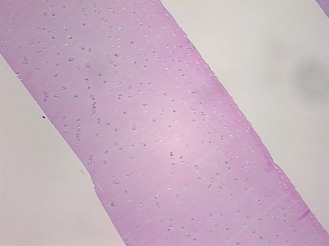4x Image