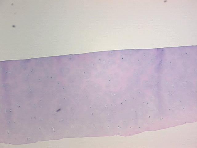 4x Image