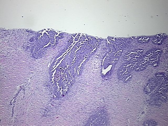 4x Image