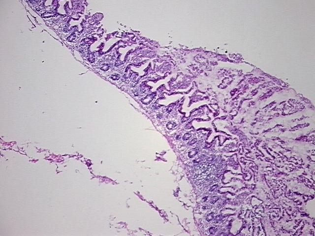 4x Image