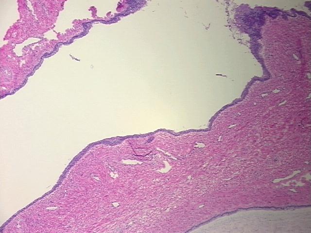 4x Image