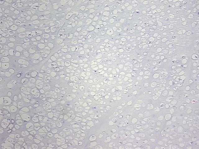 4x Image