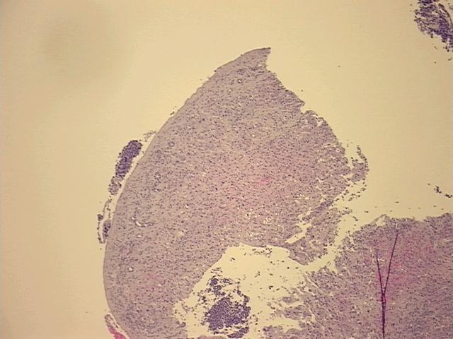 4x Image