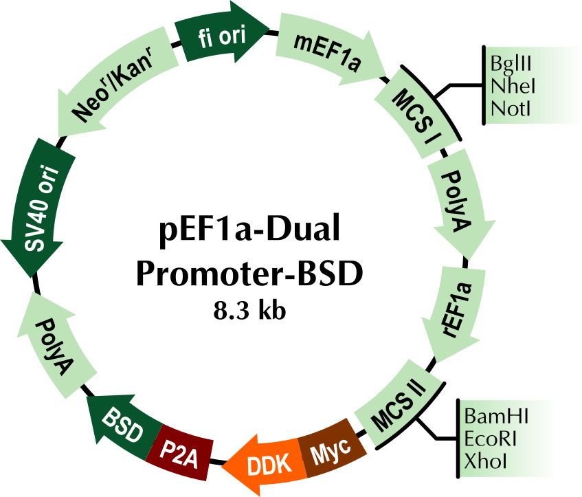 pEF1a-Dual Promoter Vector with P2A-BSD