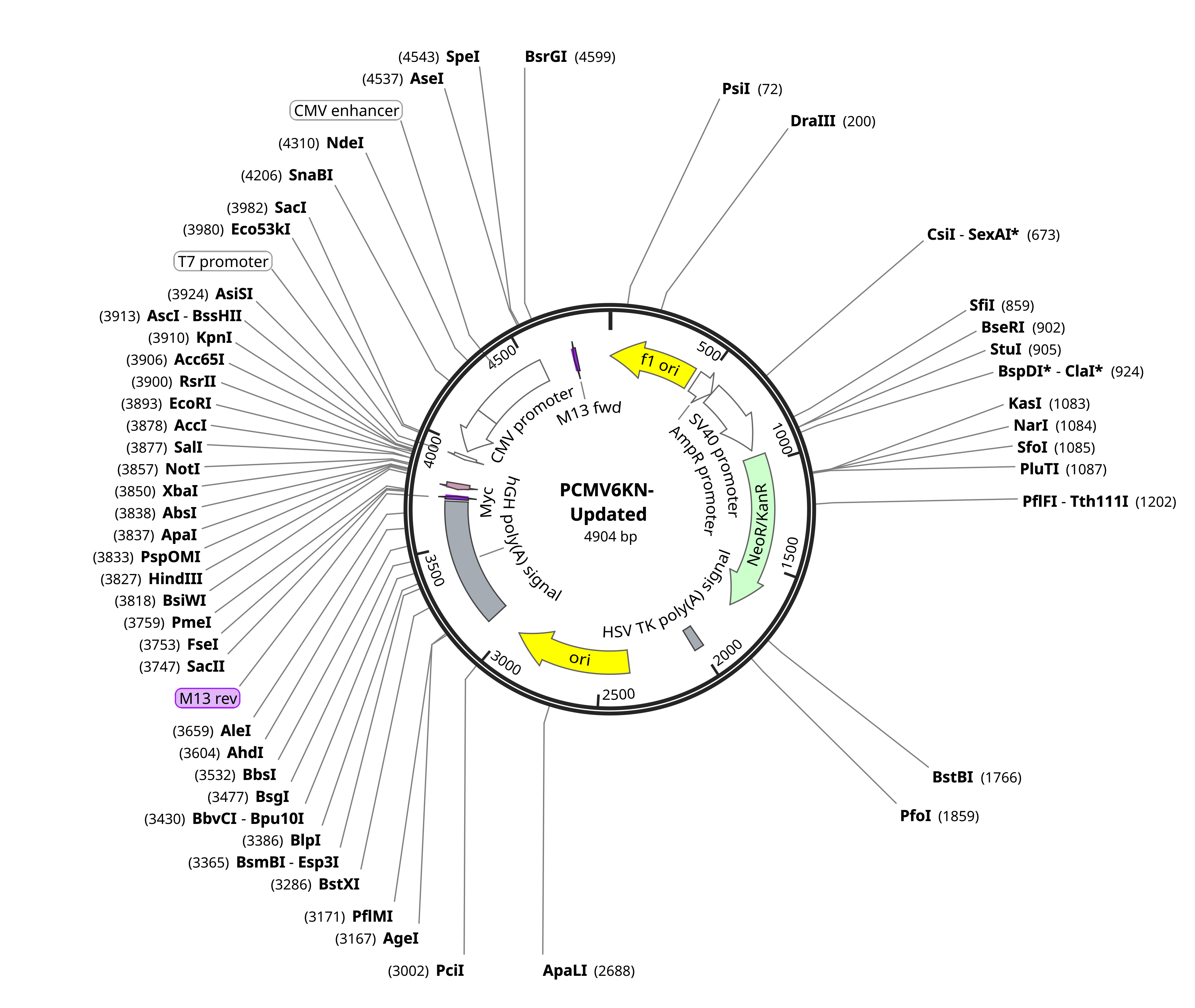 PCMV6-Kan/Neo Mammalian Expression Vector