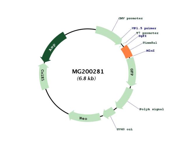 Circular map for MG200281