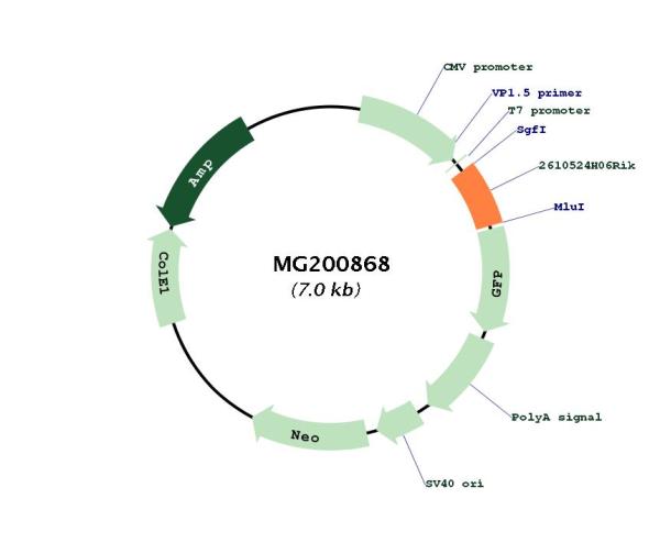 Circular map for MG200868