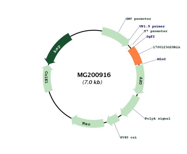 Circular map for MG200916