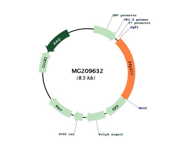 Circular map for MG209632