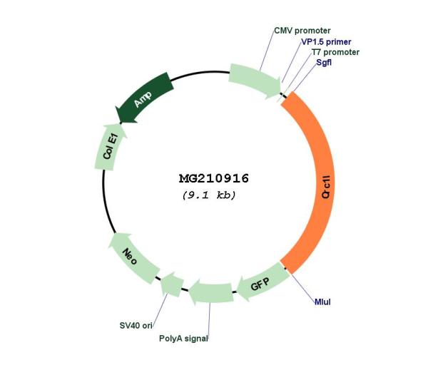 Circular map for MG210916