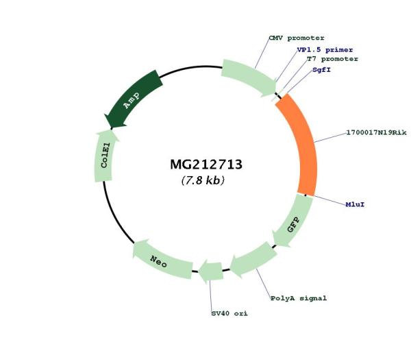 Circular map for MG212713