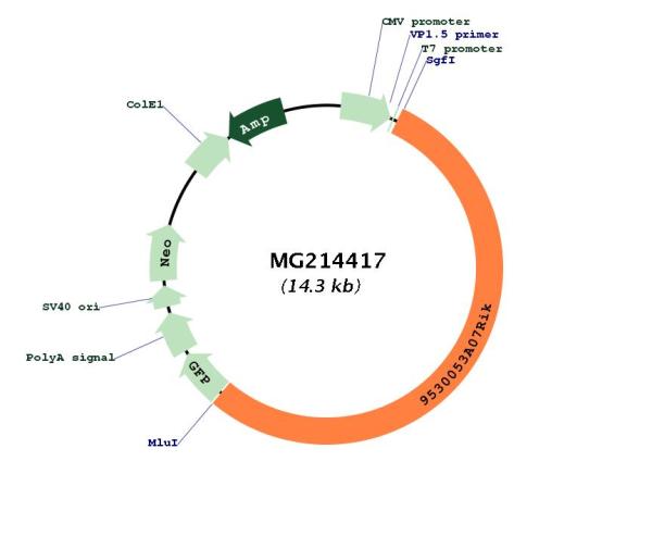 Circular map for MG214417