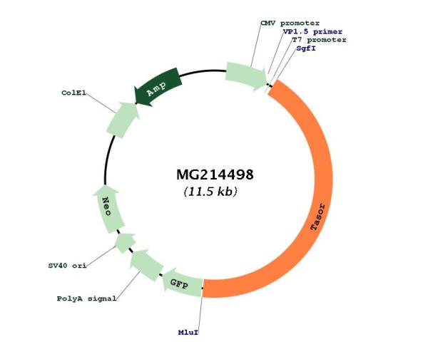 Circular map for MG214498