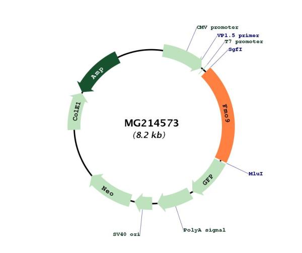 Circular map for MG214573