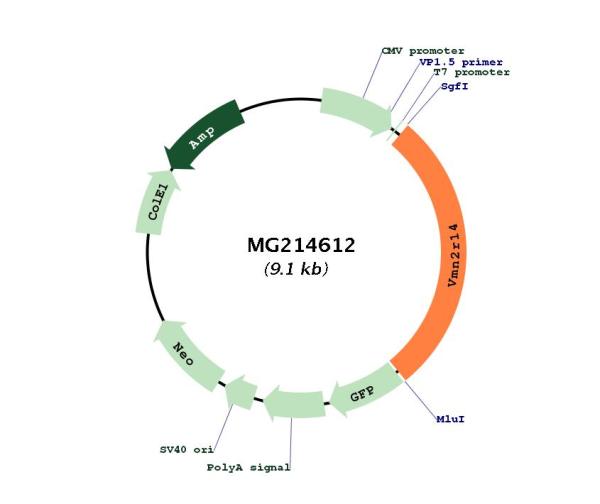 Circular map for MG214612