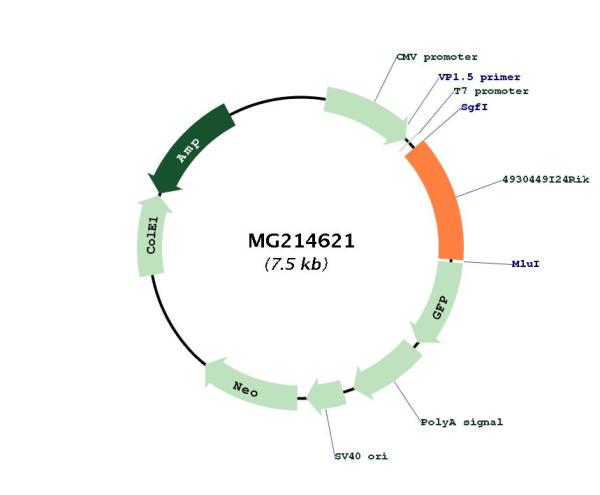 Circular map for MG214621