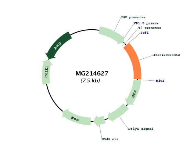 Circular map for MG214627