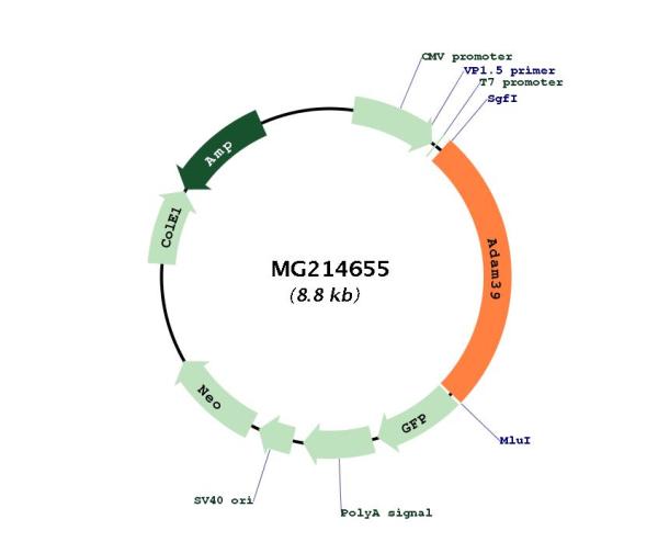Circular map for MG214655