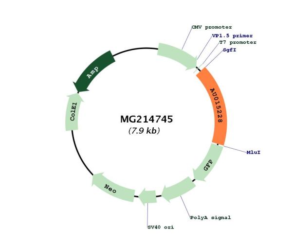 Circular map for MG214745