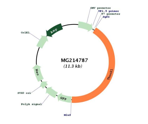 Circular map for MG214787