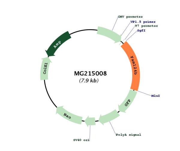 Circular map for MG215008