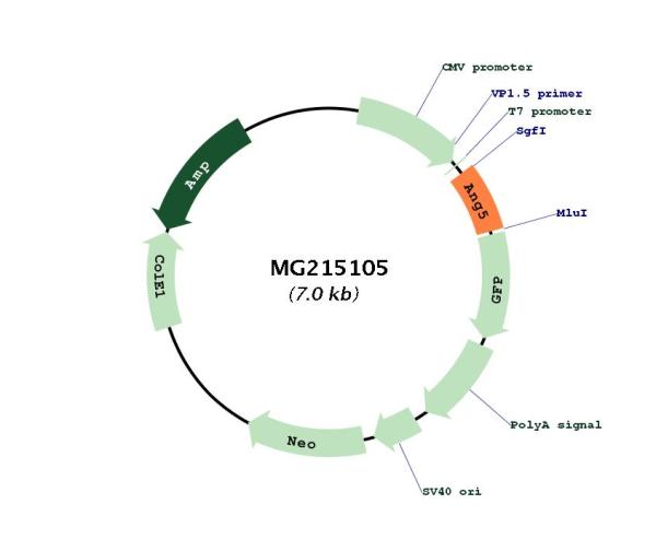 Circular map for MG215105