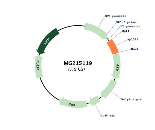 Circular map for MG215119