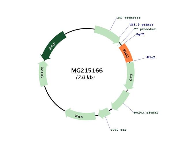 Circular map for MG215166