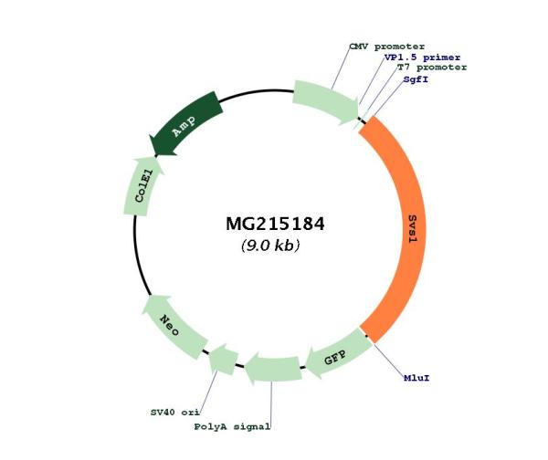 Circular map for MG215184