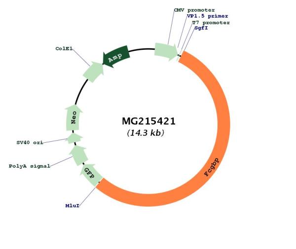 Circular map for MG215421