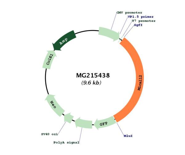 Circular map for MG215438