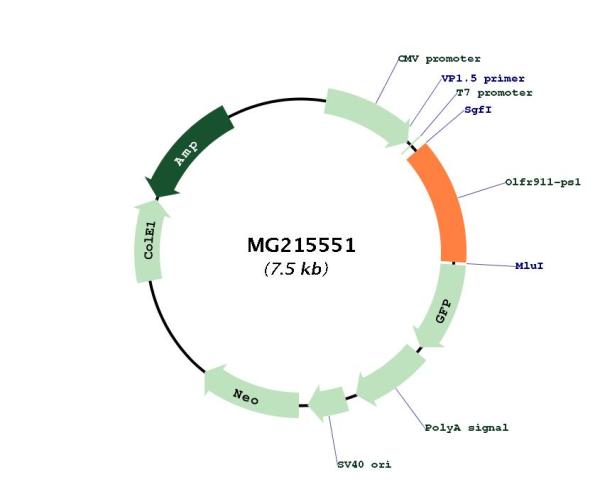 Circular map for MG215551