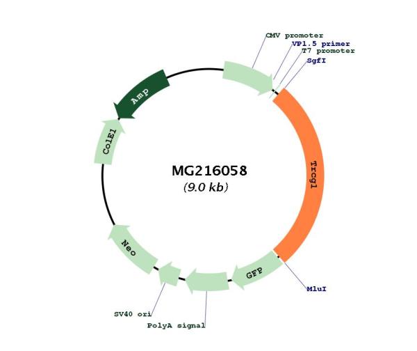 Circular map for MG216058
