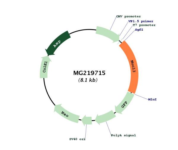 Circular map for MG219715