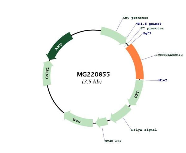 Circular map for MG220855
