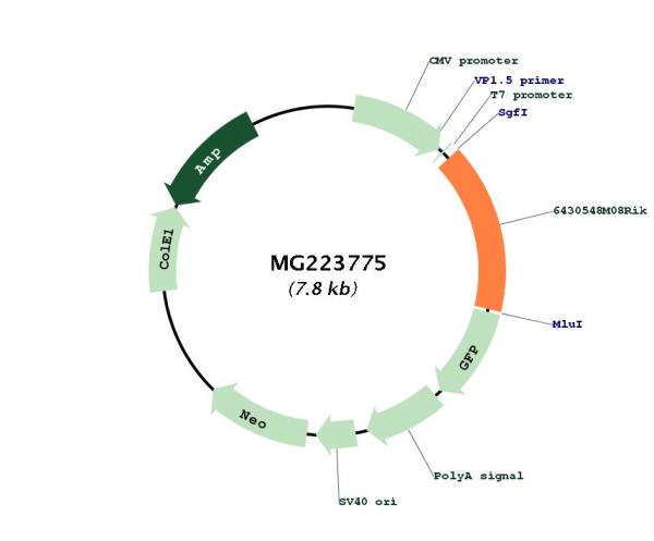 Circular map for MG223775