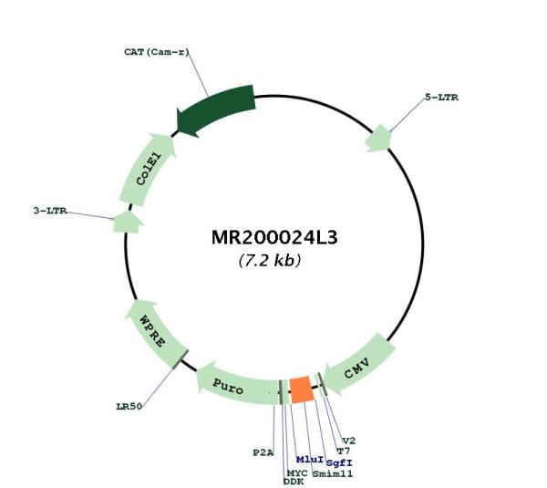 Circular map for MR200024L3