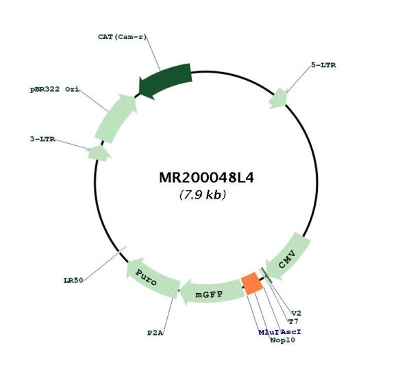 Circular map for MR200048L4