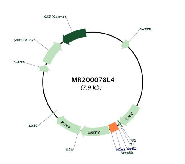 Circular map for MR200078L4