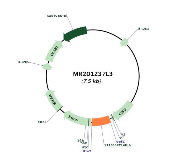 Circular map for MR201237L3