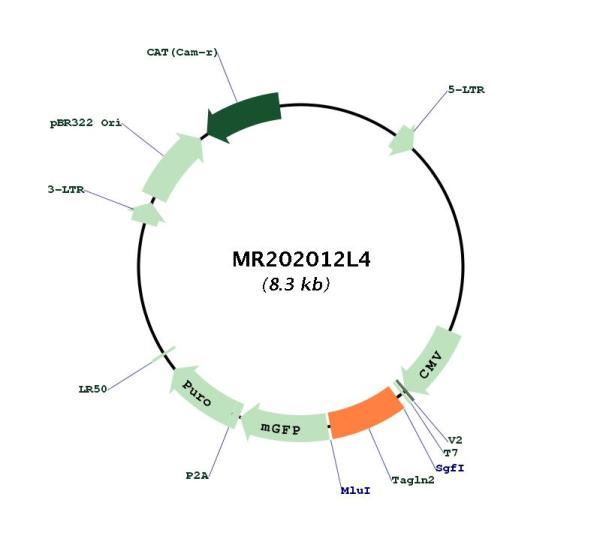 Circular map for MR202012L4