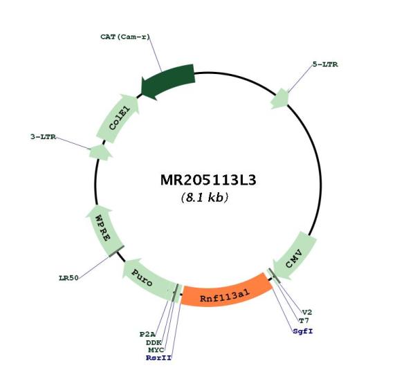 Circular map for MR205113L3