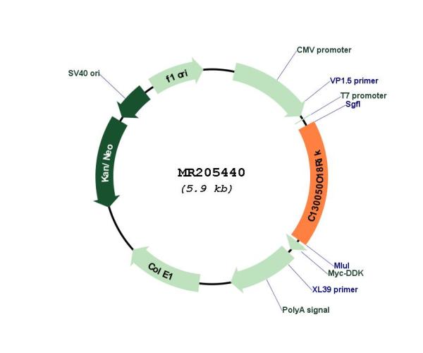 Circular map for MR205440