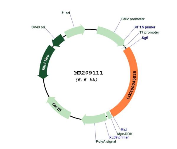 Circular map for MR209111