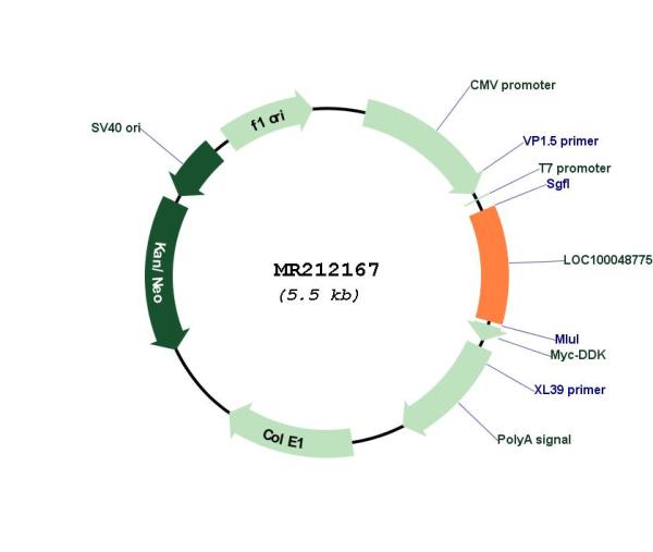 LOC100048775 (NM_001101423) Mouse Tagged ORF Clone
