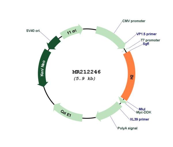 Circular map for MR212246