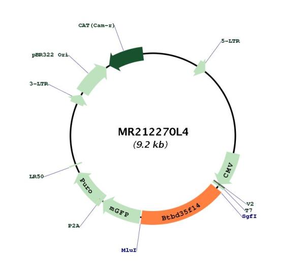 Circular map for MR212270L4