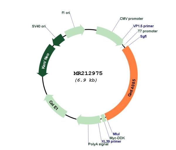 Circular map for MR212975