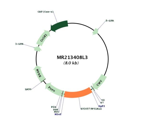 Circular map for MR213408L3